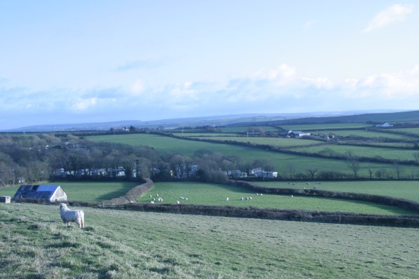 Cornwall Countryside: Photo 41 (IMG_3299.JPG, 600 x 400, 56.0K) 