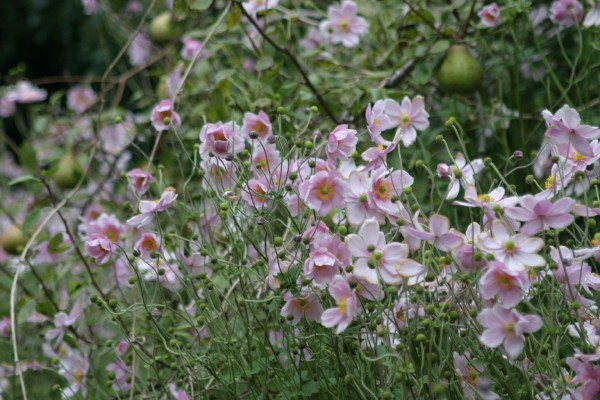 Cornwall Flowers and Trees: Photo 26 (IMG_0751.JPG, 600 x 400, 84.0K) 