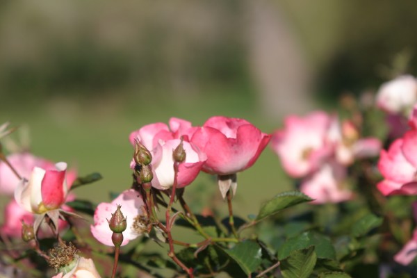 Cornwall Flowers and Trees: Photo 41 (IMG_1130.JPG, 600 x 400, 40.0K) 