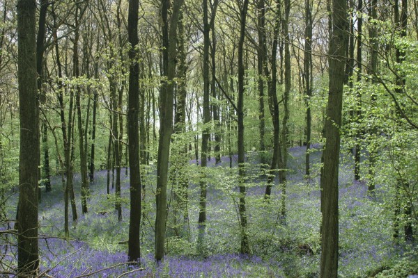 Cornwall Weblog: Blue bells in Frank's Wood, Surrey (IMG_4463.JPG, 600 x 400, 124.0K) 