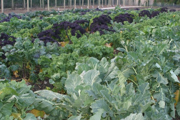 Lost Gardens of Heligan: Photo 2 (IMG_2931.JPG, 600 x 400, 100.0K) 