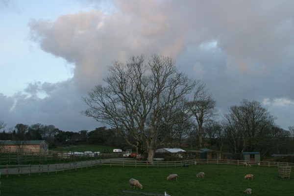 Lost Gardens of Heligan: Photo 11 (IMG_2950.JPG, 600 x 400, 48.0K) 